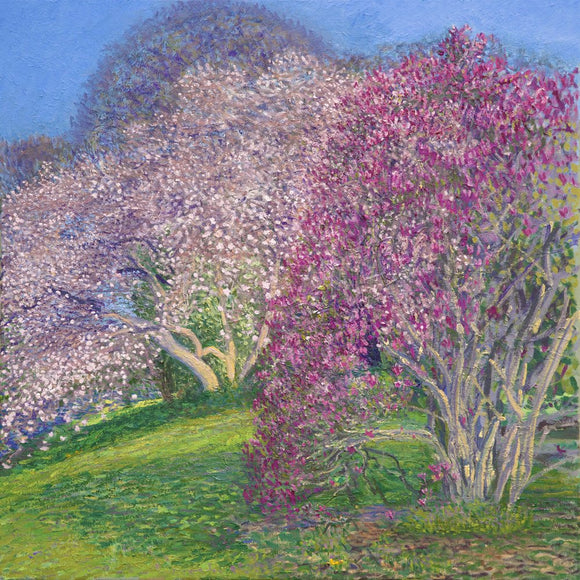 Magnolia Blooms