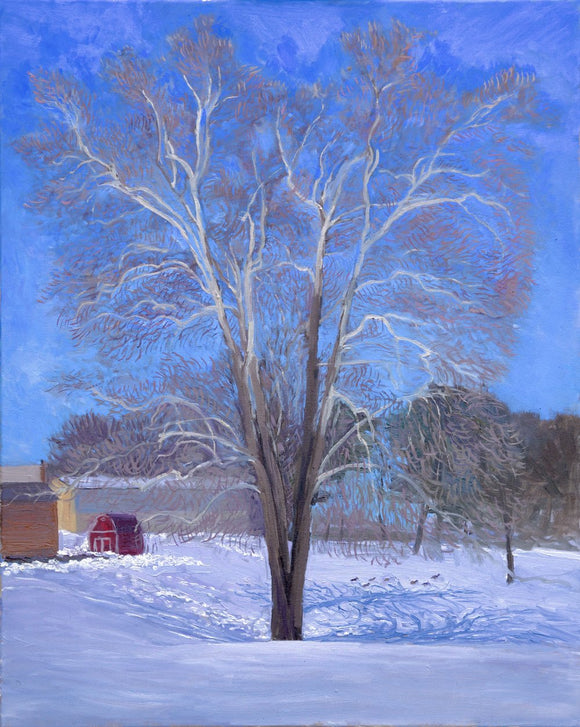 Sycamore in Snow