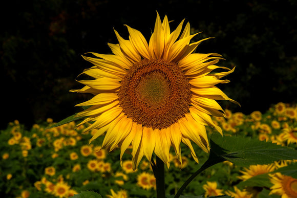Sunflower
