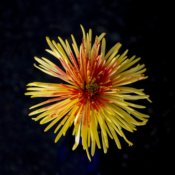 Blood Yellow