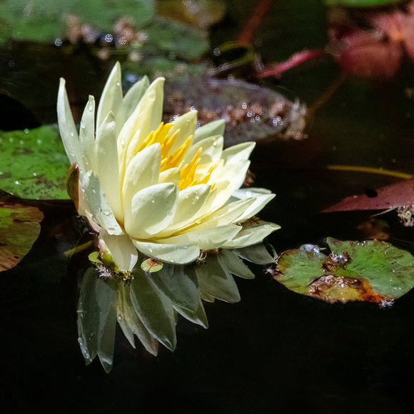 Yellow Lily