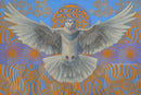 Dove of Love-1