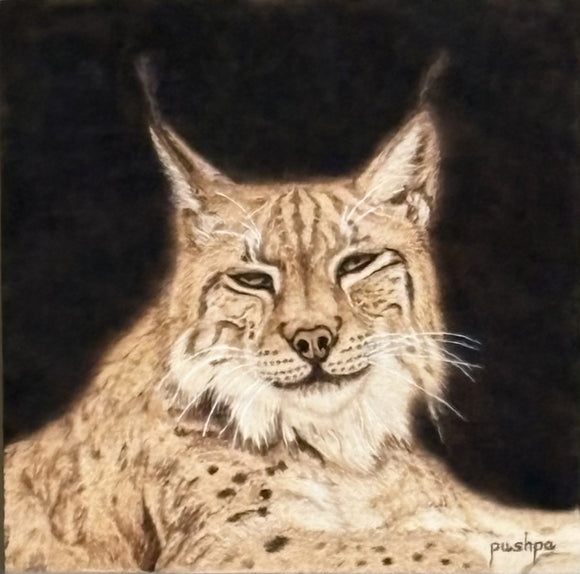 Canadian Lynx