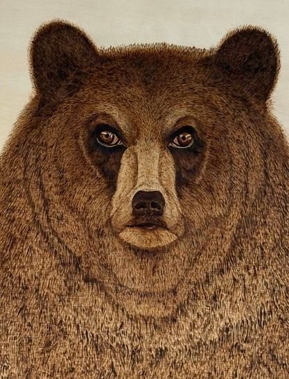 Grizzly Bear