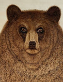 Grizzly Bear-1