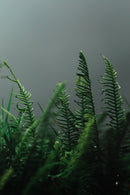Be One with Nature - Lush-1