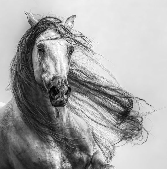 Hacenado (Black & White)