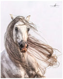 Hacenado (Color)-1