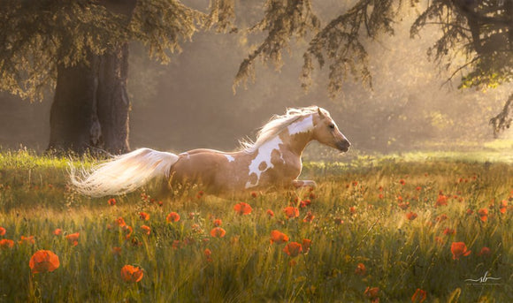 Misty Morning In A French Meadow