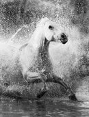 Racing The Wave-1
