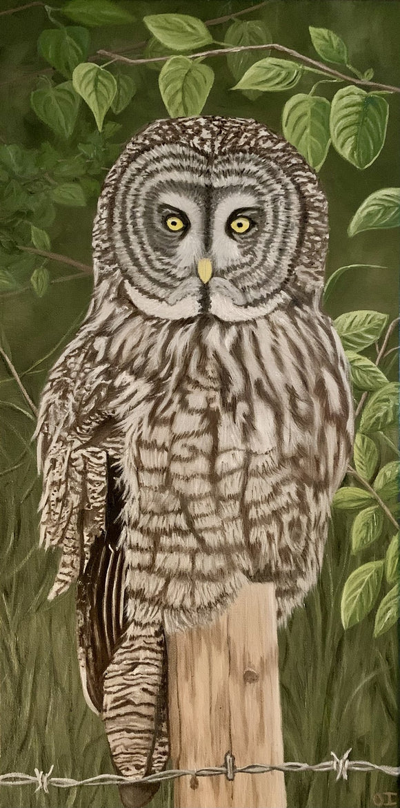Great Grey Owl