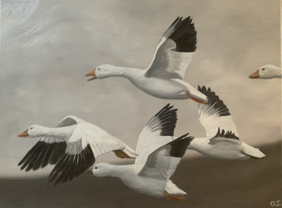 Snow Geese in Flight