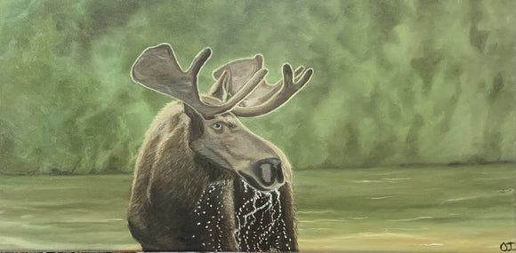 Thirsty moose