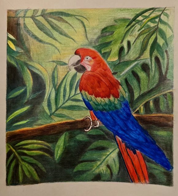 Macaw