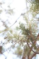 Juniper, Sedona-1