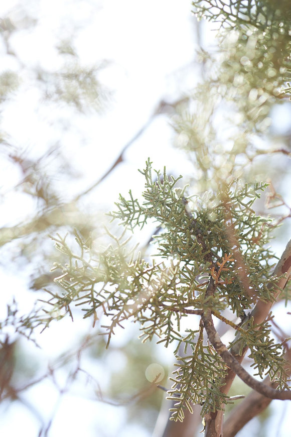 Juniper, Sedona