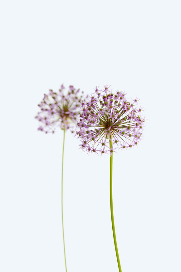 Two Alliums on Blue