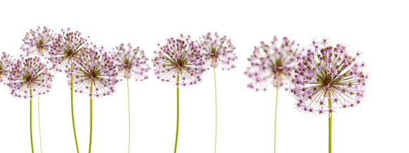 Alliums