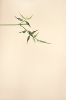 Branch from Above-1