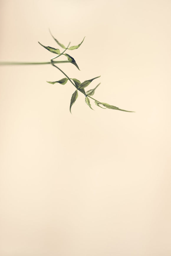 Branch from Above