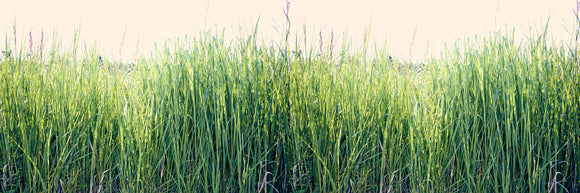Grass