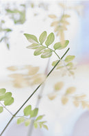 Leaves in Courtyard-1