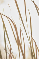 Waving Grass-1