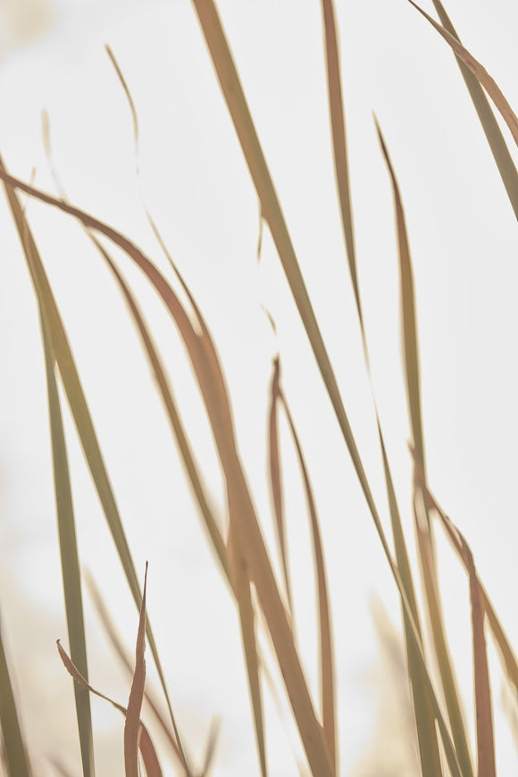 Waving Grass
