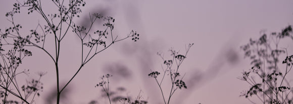 Wild Fennel, Wide