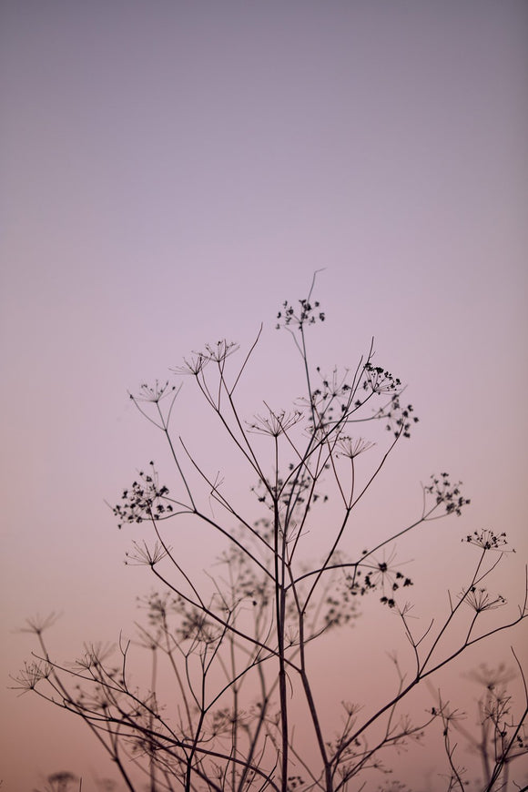 Wild Fennel, Sunset