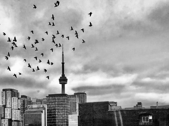 Nocturne No.5 - Birds in Flight - Toronto