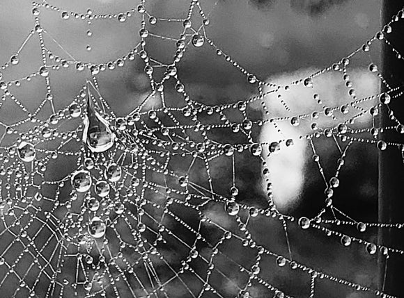 Spider Man