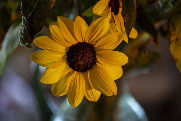 Floral Sunshine
