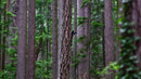 Bear Cub In a Tree-1