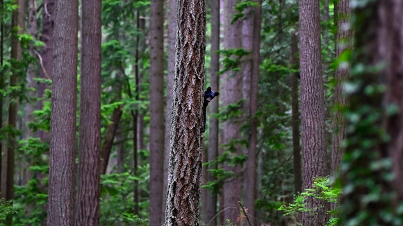 Bear Cub In a Tree