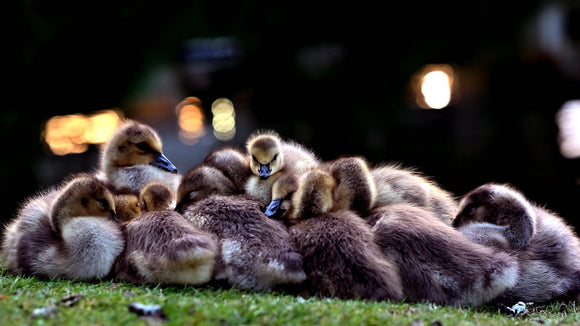 A Pile of Sleepy Goslings