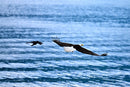 Crow in Pursuit-1