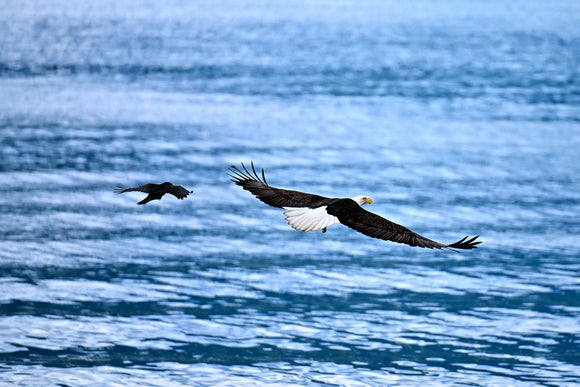 Crow in Pursuit