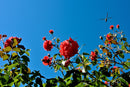 Dragonflys and Roses-1