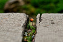 Little Bonnet-1