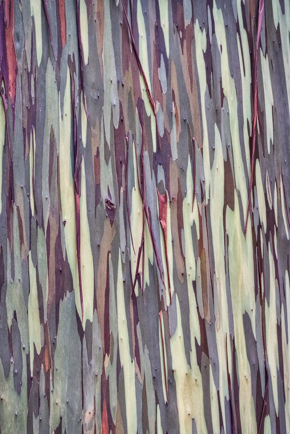 Rainbow Eucalyptus, Maui, Hawaii