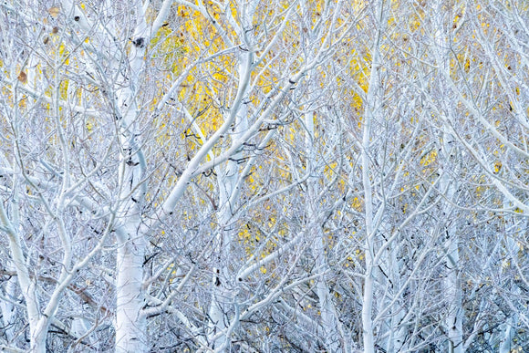 Bare aspens in autumn, Bishop, CA, 2025