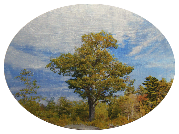 Mother Oak Tree