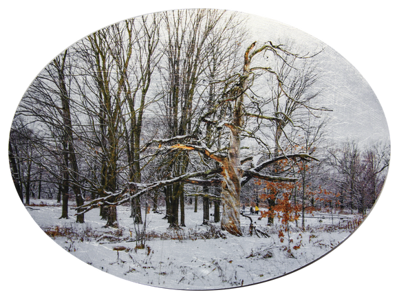Vibrant Tree Snag