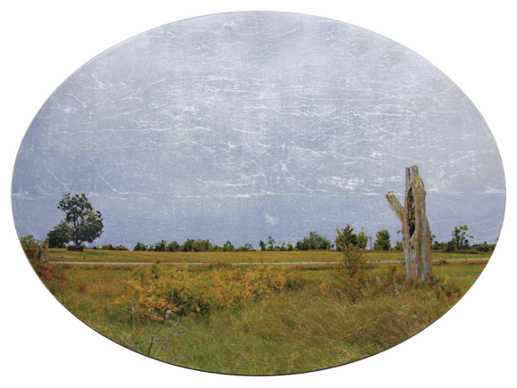 Forlorn Tree Stump