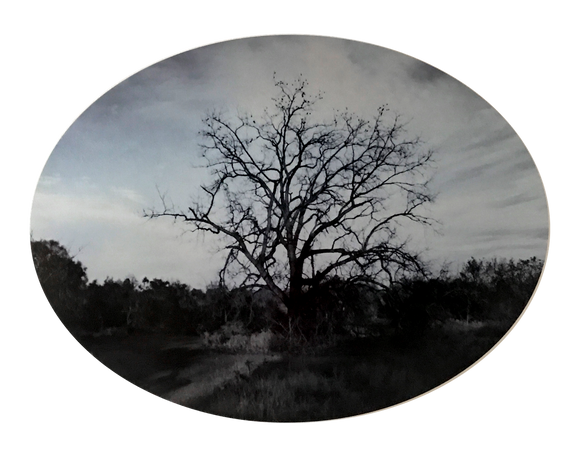 Black Walnut in Winter