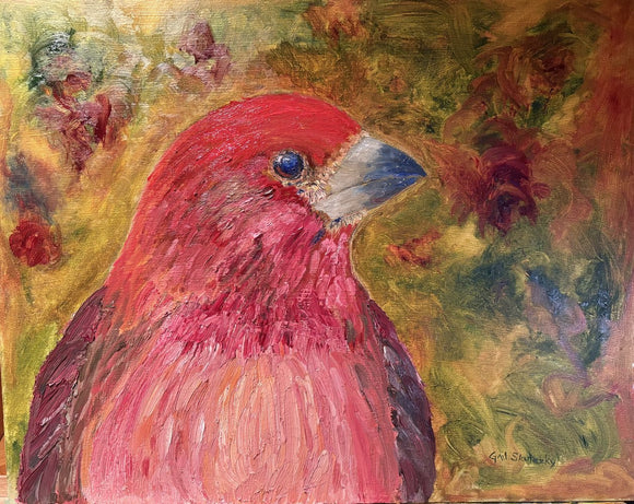 Purple Finch