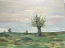 Olive Grove-1