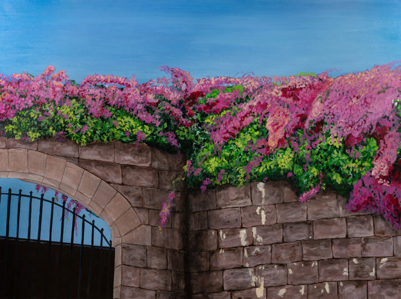 Bougainvilleas