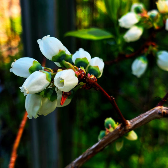 The Promise of Fruit
